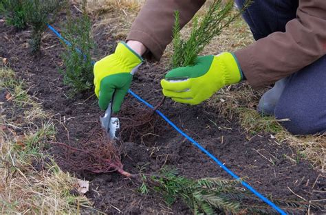 Planter Une Haie Au Jardin Les Conseils Et Tapes Suivre