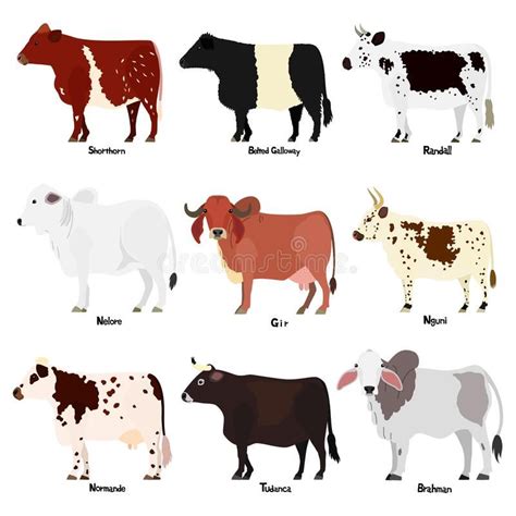 20 Different Types Of Cows From Around The World Chart Artofit