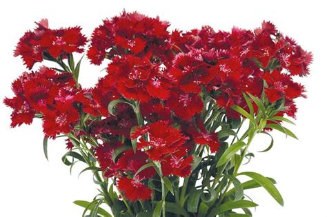 Dianthus Rockin Red Hortweek