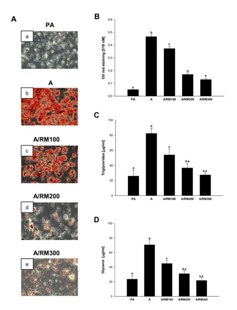 Effect Of Rm On Lipid Accumulation During Differentiation 3t3 L1