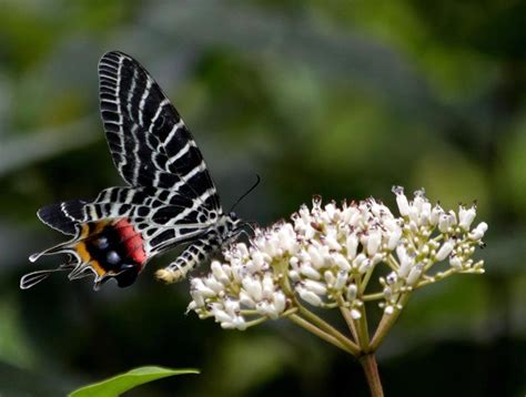 Top 10 Rare or Endangered Butterflies | Owlcation