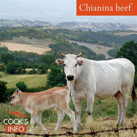 Chianina Beef - CooksInfo