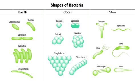 Premium Vector | Shapes of bacteria bacilli cocci palisades ...