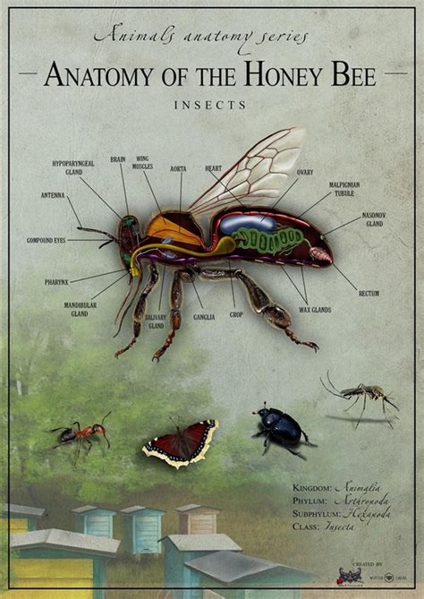 Anatomy of the bee - United Kingdom