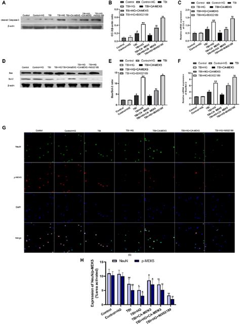 Hg Increased Tbi Induced Apoptosis By Inhibiting The Mek5erk5 Pathway