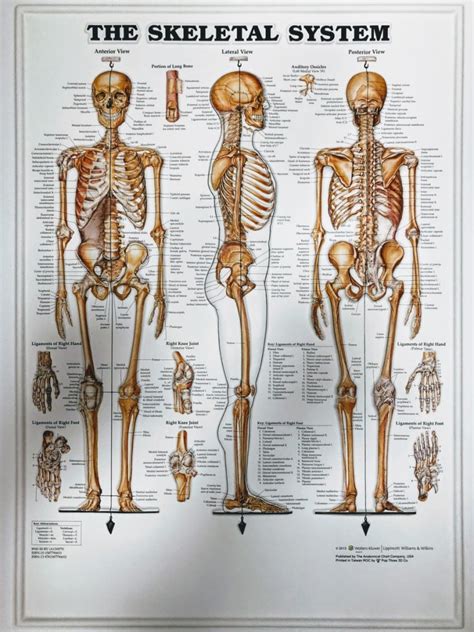 Skelett Affischer Rörelseapparaten Anatomiplanscher Anatomi
