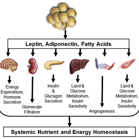 Adiponectin Leptin And Fatty Acids In The Maintenance Of Metabolic