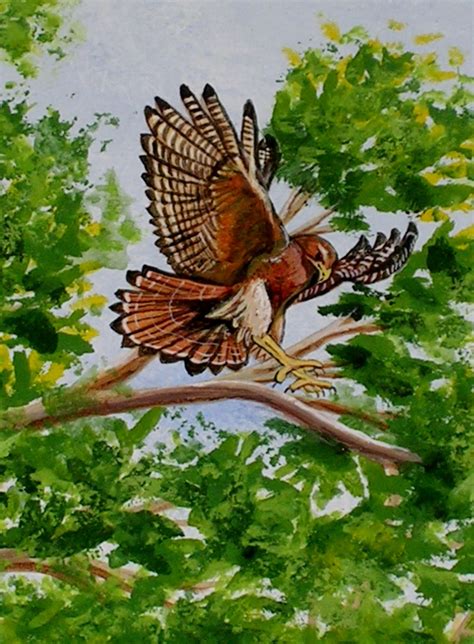 Solve Red Tailed Hawk Hunting J Brendler Jigsaw Puzzle Online With 63