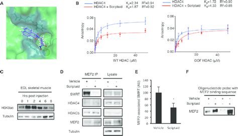 Scriptaid Disrupts The Class Iia Hdac Corepressor Complex A