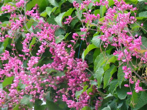 Uma Flor Por Dia Amor Agarradinho