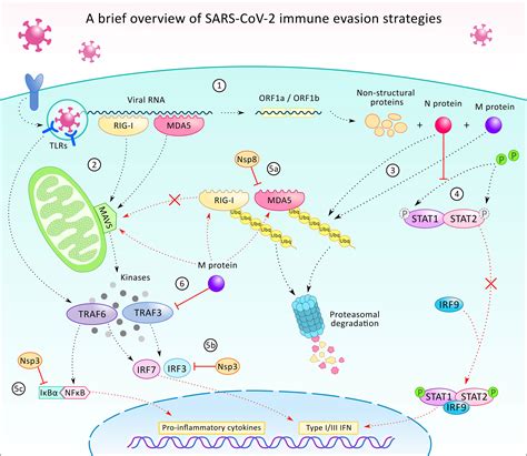 Frontiers Cellular And Molecular Effects Of Sars Cov 2 Linking Lung