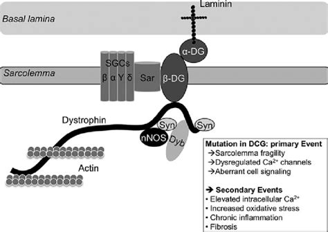 Muscular Dystrophies The Dgc Complex Inherited Muscular Dystrophies