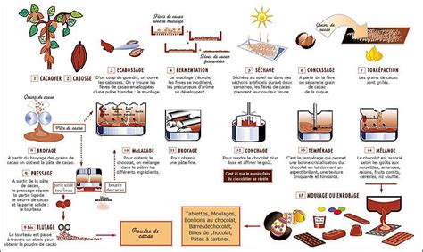 Cacaoyer Ecabossage Fermentation S Chage Concassage