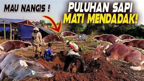 Sedih Mau Nangis Puluhan Sapi Mati Mendadak Kena Pmk Youtube