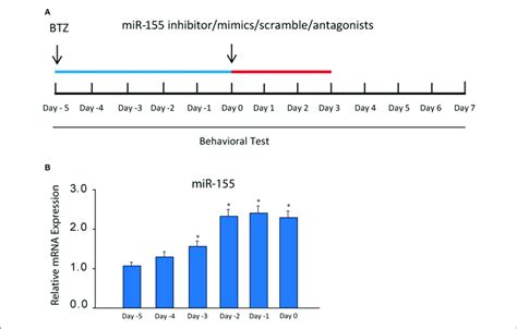 A A Schematic Diagram Showing The Schedule Giving MiR 155 Inhibitor