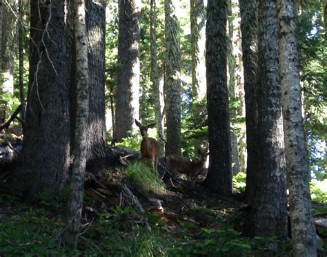 The deer hang out in tree-lined meadows along the trail to Umbrella ...