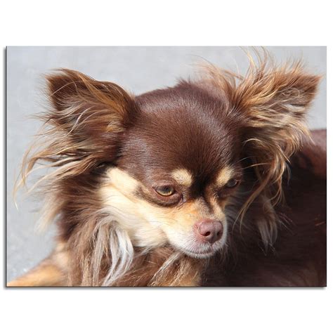 Brown Long Haired Chihuahua