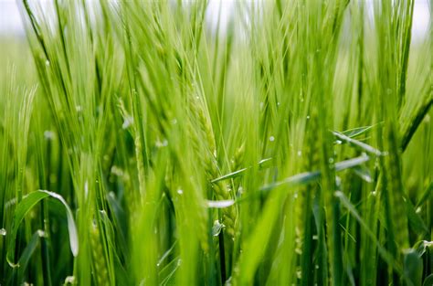 Free Images : lawn, meadow, barley, wheat, food, green, crop ...