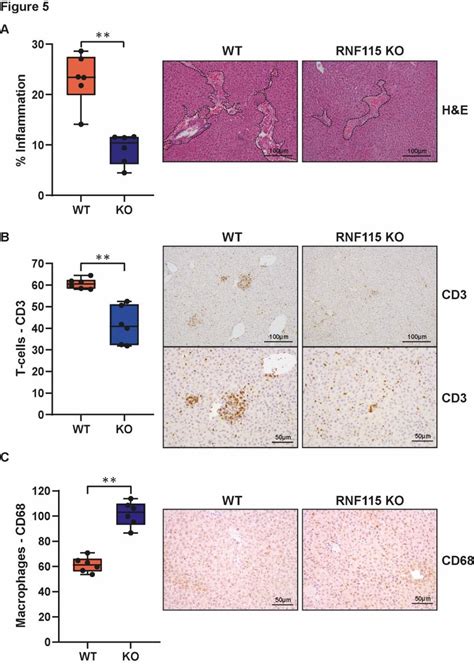 Loss Of Rnf Reduces Inflammatory Response And Tissue Damage To S