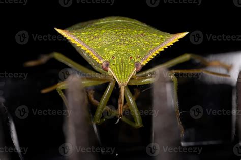 Green Stink Bug 3813040 Stock Photo at Vecteezy