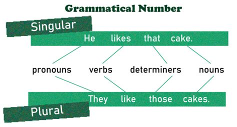 Number In English Grammar Javatpoint