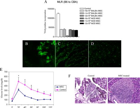 Bone Marrow Derived MSCs From Different Third Party Strains NOD Or