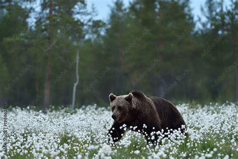 brown bear  forest landscape stock photo adobe stock