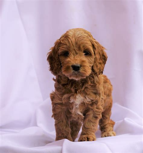 Cockapoo Puppies For Sale Virginia - Cockerpoo Puppies for sale | Neath ...