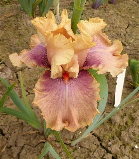 Photo Of The Bloom Of Tall Bearded Iris Iris Chasing Rainbows Artofit