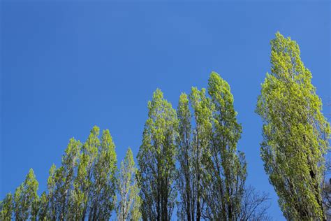 Bildet Tre Natur Skog Gren Anlegg Eng Sollys Blad Blomst