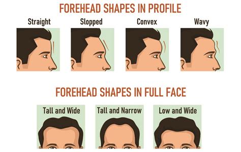 Frontal Bone - The Definitive Guide | Biology Dictionary