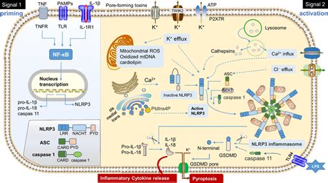 A Schematic Diagram Of Mediators And Stimulators Involved In Nlrp3