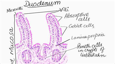 Let S Learn To Draw Histological Diagram Of Duodenum Youtube