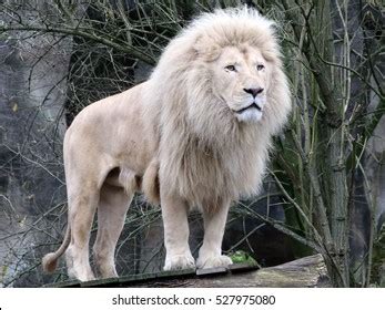 White lion images - darelocg