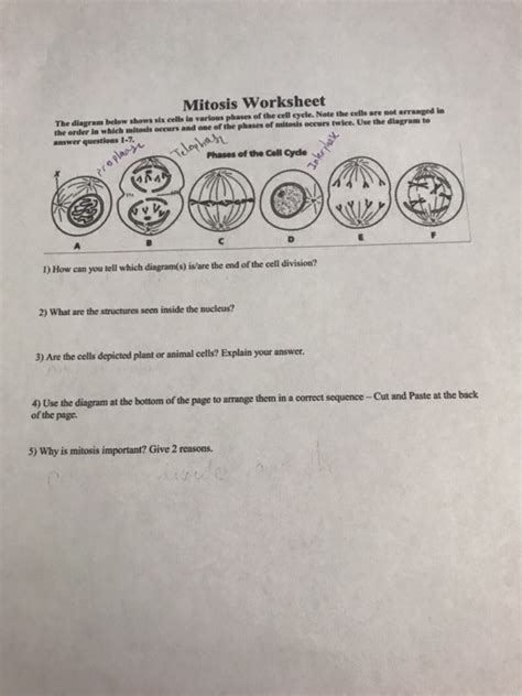 Solved Mitosis Worksheet The Diagram Below Shows Six Cells Chegg