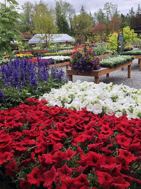 Annuals Wells Medina Nursery