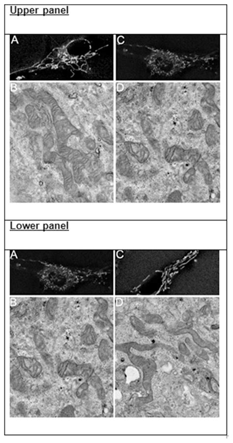 Upper Panel A Morphology Of Labeled Myoblast Mitochondria Following