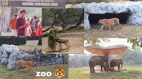 National Zoological Park Delhi Full Tour Vlog😜 Youtube