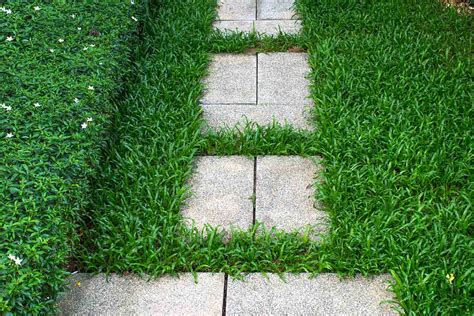 When To Seed Bahia Grass In Florida Storables