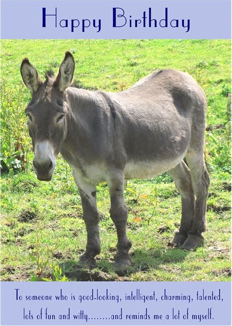 Donkey Birthday Card Uk Office Products