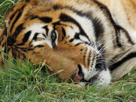 Disparo De Cerca De Un Tigre Siberiano Tendido Sobre La Hierba Y