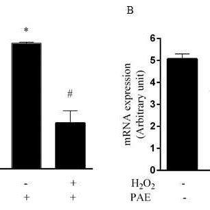 Extracts Effect On Superoxide Dismutase SOD MRNA Expression In C2C12