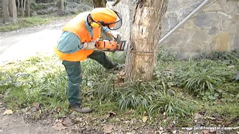 C Mo Talar Un Rbol Con Motosierra Trabajos Forestales Y De