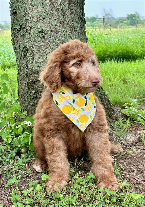 Puppies Js Doodles Breeder Aussiedoodles Goldendoodles London Ontario