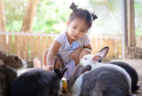 Traveling Petting Zoo Reventals Chicago Il Party Corporate