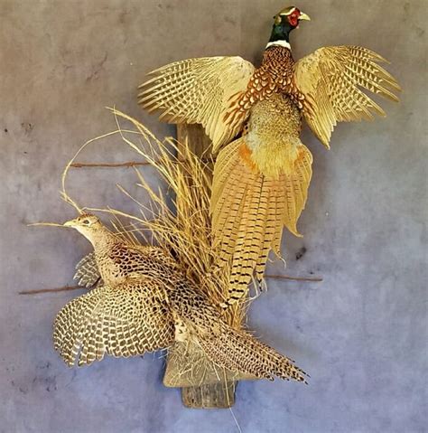 Pheasant Mounts Flying Pheasant Mount San Antonio Texas Taxidermy