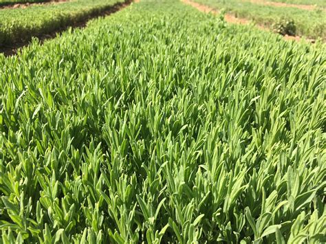 ATA Market & Aile Çay... - ATA Market & Aile Çay Bahçesi