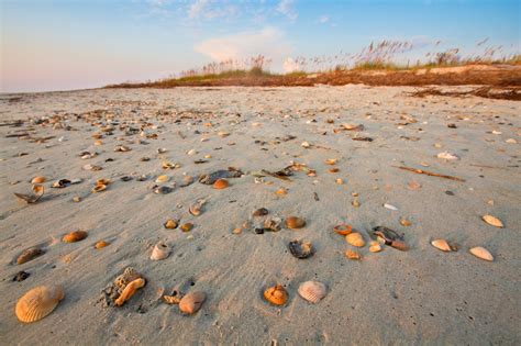 The Best Southern Beaches To Find Incredible Seashells Pawleys Island