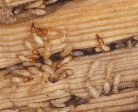 Formosan Subterranean Termites Coptotermes Formosanus Are Larger Than