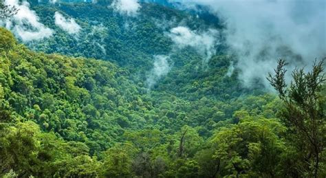 La importancia de la selva tropical húmeda UPB